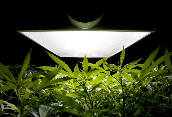 Lögreglan lagði hald á hundruð kannabisplantna í atvinnuhúsnæði í Breiðholti í gær.