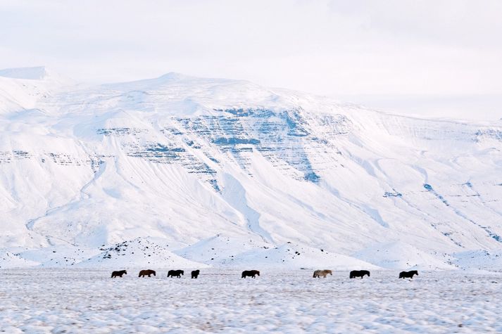 Fólk er minnt á að hafa á bak við eyrað að hestar geti verið á ferð nærri vegum þar sem girðingar hafa víða farið á bólakaf í snjó.