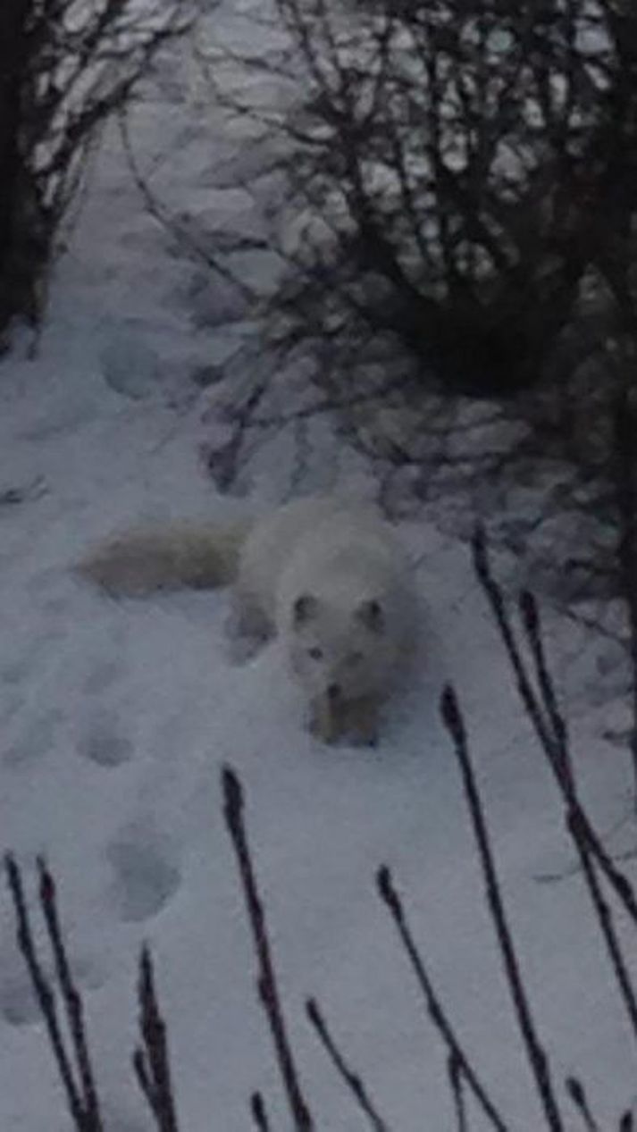 Þessi refur sást í garði við Ásbúð í Garðabæ. Refir leita eftir æti og eru helst á ferð um nætur.