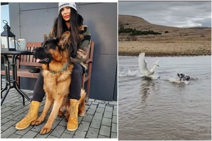 Ronja og hundurinn Úlfur Tiro. Hann er í lagi en sjálfsvirðingin aðeins moluð eftir viðureignina við hina grimmu álft.