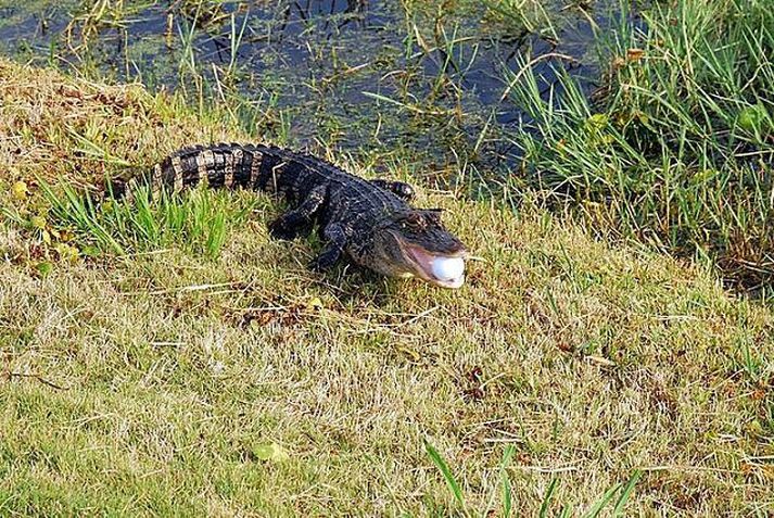 Guðlaugu K. Pálsdóttur ætlaði ekki að trúa sínum eigin augum þegar hún horfði á krókódíl taka golfboltann hennar og mjaka sér út í tjörn með hann í kjaftinum.