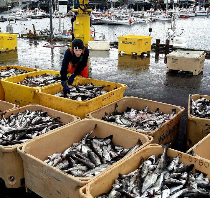 Fiskifræði smábátasjómanna greinir á við þá sem er stunduð hjá Hafró.