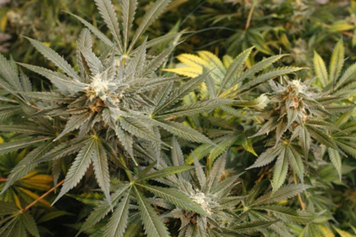 Kannabisplöntur áþekkar þeim sem lögreglan hefur gert upptækar í hundraðatali undanfarna daga.