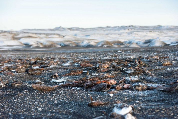 Dauðir fiskar í Stóru Sandvík.