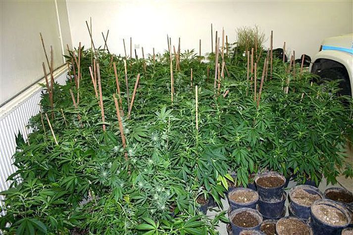 Lögreglan á höfuðborgarsvæðinu stöðvaði kannabisræktun í íbúð í fjölbýlishúsi.