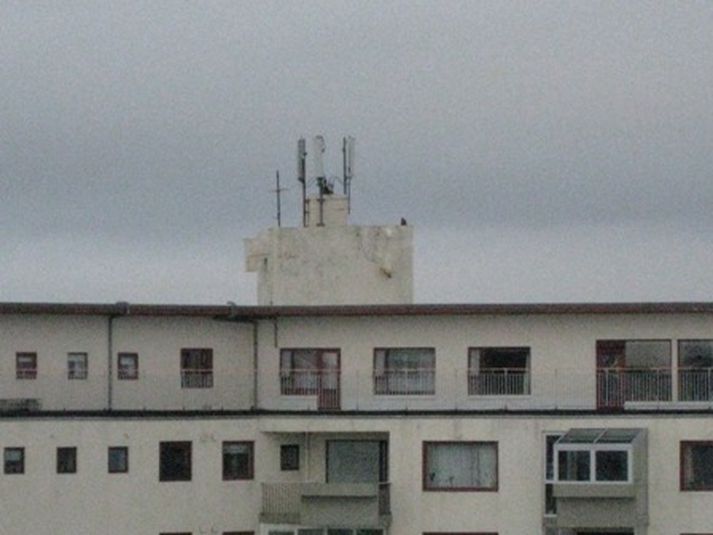 Fálkinn úr fjarska. Sat í rólegheitum og fylgdist með borgarlífinu.