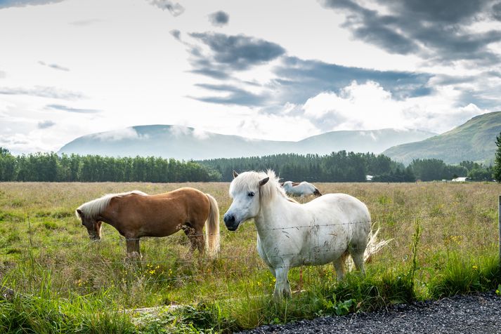 Hestarnir á myndinni tengjast fréttinni ekki.