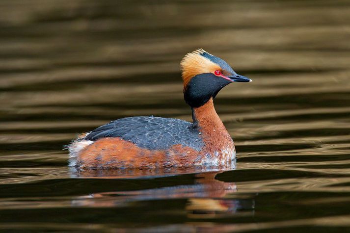 Flórgoði (Podiceps auritus) á sundi.