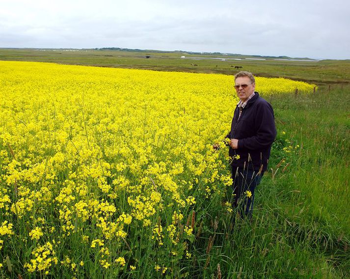 Eiríkur Egilsson á Seljavöllum segir álftina fara úr repjuökrum í önnur beitarlönd þegar plantan nær þeirri hæð að trufla fuglinn í flugtaki.