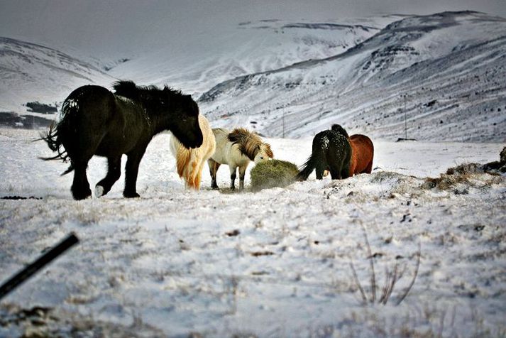 Hræeitrun getur oðið í heyi ef dautt smádýr er í því þegar það er verkað. 
Mynd úr safni.