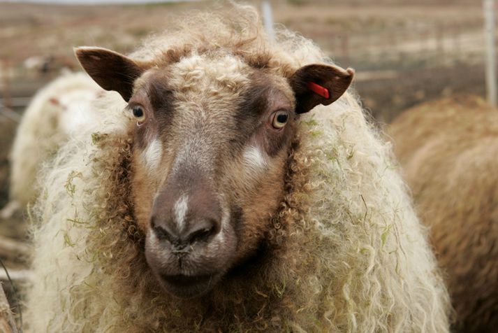 Bóndinn í Valagerði í Skagafirði fékk grun um riðuveiki í þremur ám og hafði samband við dýralækni.