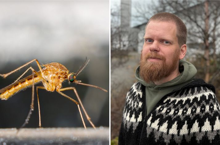 Matthías Alfreðsson er skordýrafræðingur hjá Náttúrufræðistofnun.