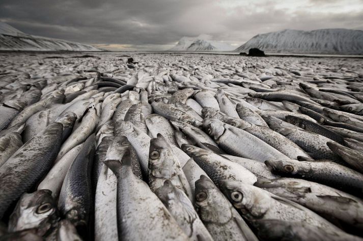 Að sögn Vilhelms ná myndirnar ekki að fanga óþefinn sem fylgdi síldinni og fyllti öll vit.
