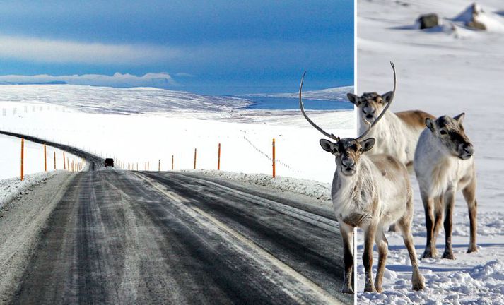 Ökumenn eiga að tilkynna til lögreglu ef þeir keyra á hreindýr.