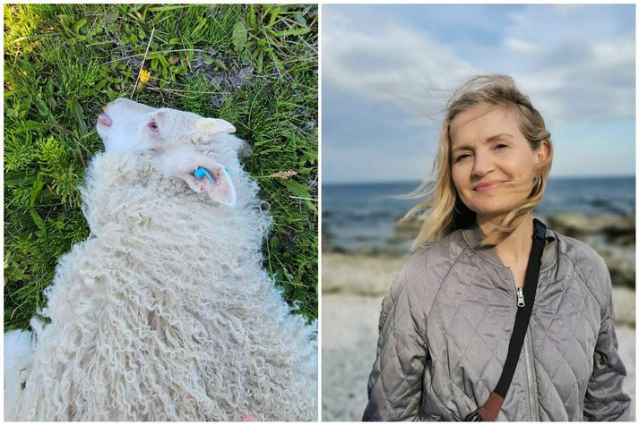 Lambið var í fylgd ær og annars lambs sem sluppu með skrekkinn.