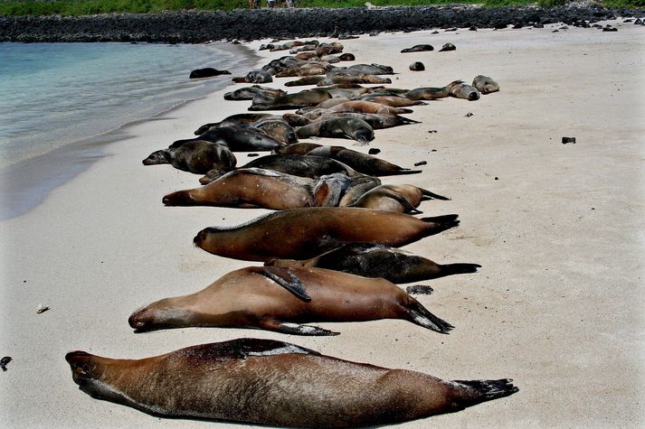 Þessir selir búa á Galapagoseyjum, þeir eru ekkert sérstaklega fyrir flugelda.