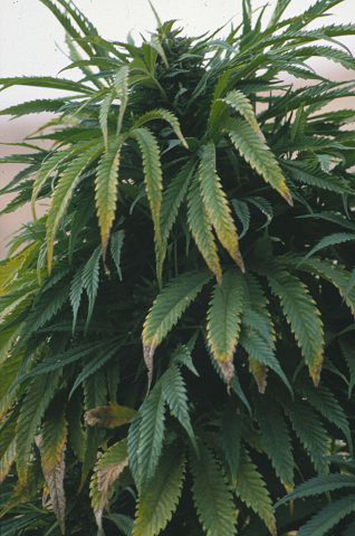 Jurtin forboðna Mexíkóskir eiturlyfjahringar smygla sífellt meira af kannabisefnum til Bandaríkjanna.