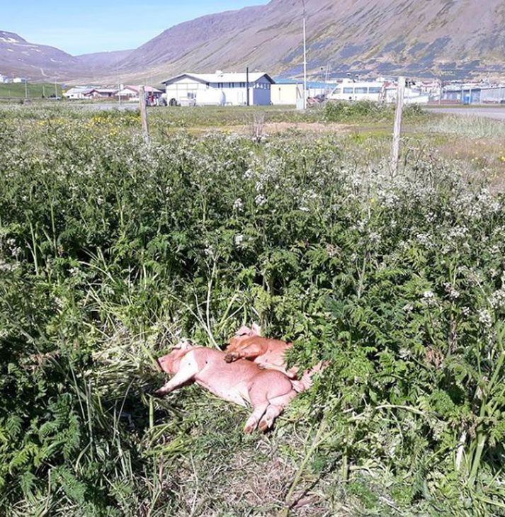 Grísirnir tveir þreyttir eftir ferðalagið til Bolungarvíkur.