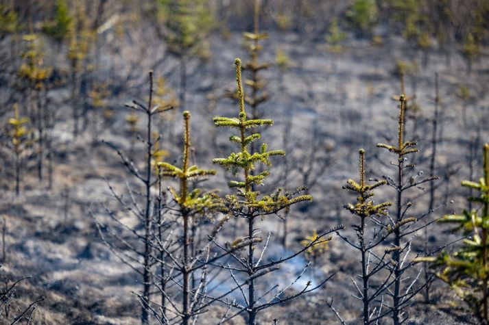 Bruninn varð í sumarhúsi við Hvaleyrarvatn árið 2020. Myndin sýnir frá gróðureldum sem voru skammt frá vatninu ári seinna.
