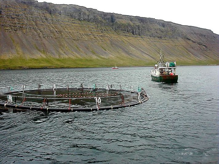 Tíu hafa leyfi fyrir fiskeldi í Arnarfirði. mynd/jón þórðarson