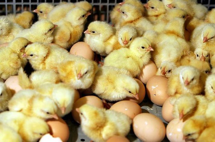 Rökstuddur grunur leikur á að salmonella hafi verið í kjúklingahóp frá Reykjagarði.