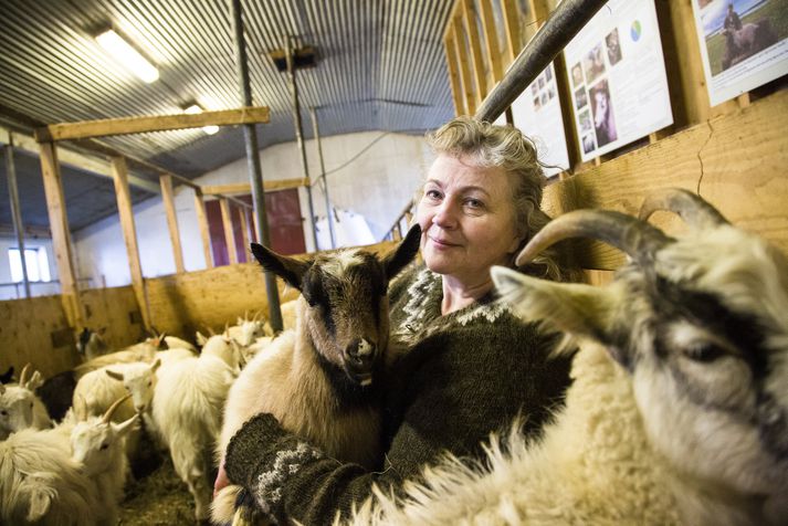 Jóhanna Þorvaldsdóttir regur geitabúið á Háafelli.