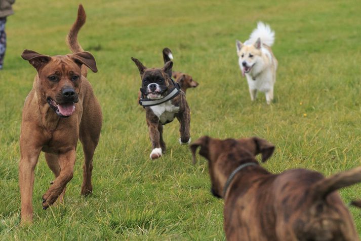 Hund er að finna á fjórða hverju heimili á landinu.