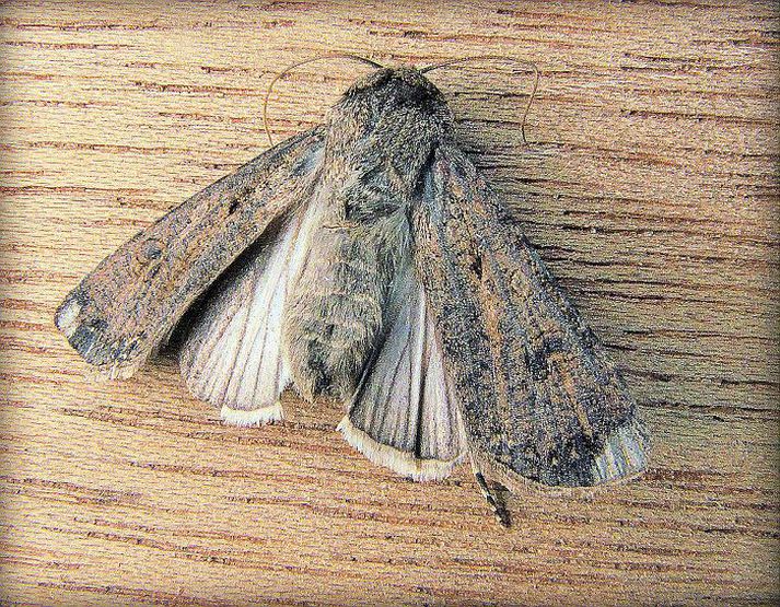 Sumar tegundir sjást endrum og sinnum en aðrar ár hvert í stórum hópum.