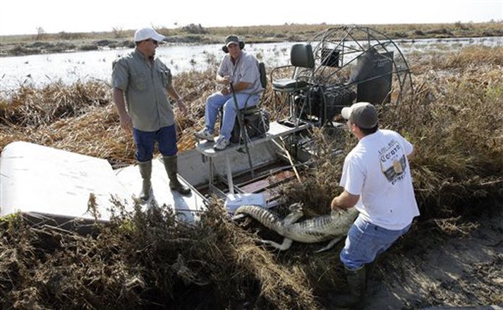Nokkur skópör dregin á land.