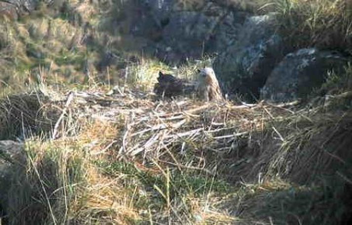 Örninn í hreiðri sínu.