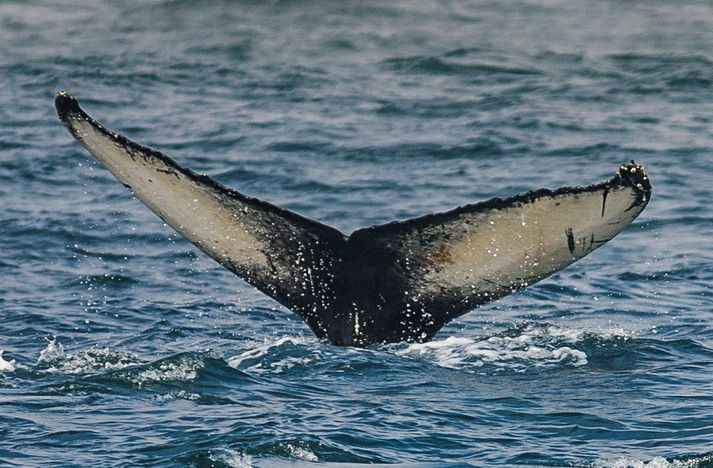 Hvalaskoðunarfyrirtækið Gentle Giants er gert að greiða Hafnasjóði Norðurþings rúmar fimm milljónir króna vegna vangreiddra gjalda.