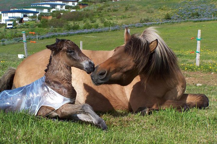 Hrauna nýköstuð með folaldið sitt.