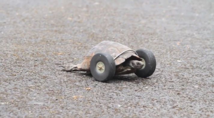 Mrs T er enn að aðlagast hinu nýja lífi.