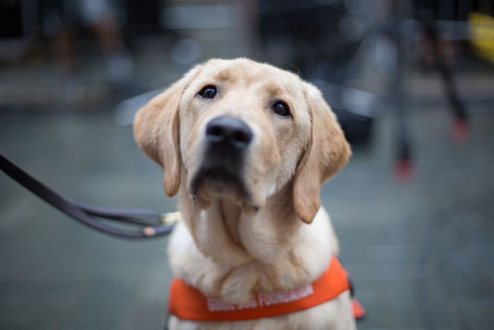 Labrador er vinsælastur hér á landi.