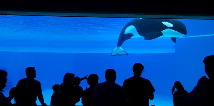 Kiska bjó í Marineland næstum alla sína ævi.