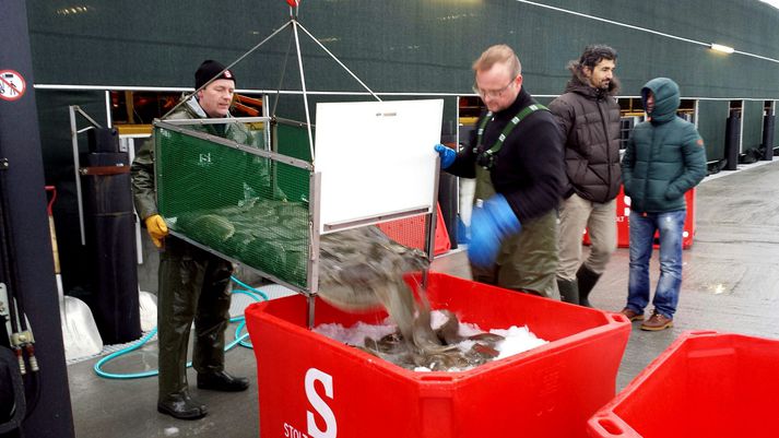Starfsmenn Stolt Sea Farm sendu í vikunni frá sér fyrstu kílóin á markað.