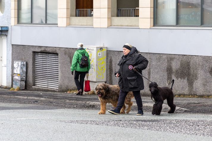 Margir hundar geta orðið ansi spenntir þegar gesti ber að garði. 