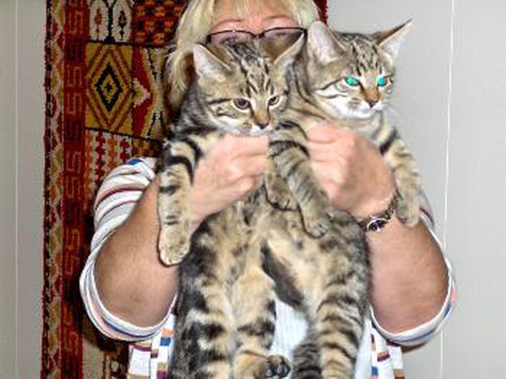 Nú getur fólk með kattarofnæmi knúsað ketti án þess að fá illt í augu og öndunarfæri.