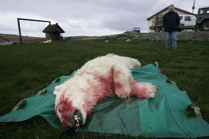 Þessi ísbjörn var felldur í Skagafirði fyrir fáeinum árum.