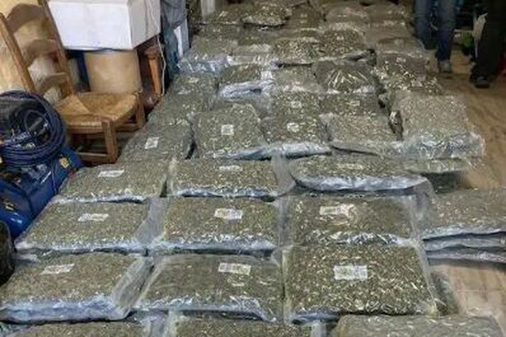 Gríðarlegt magn kannabisefna var gert upptækt í aðgerðunum.