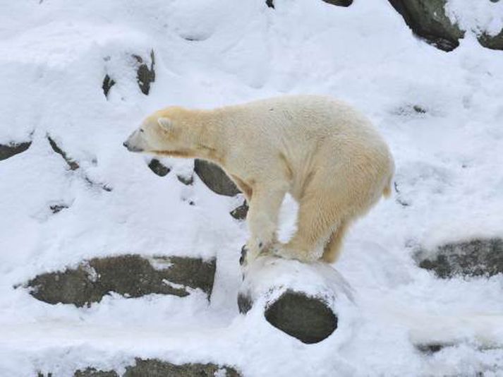 Hvítabjörninn Knútur laðaði marga ferðamenn að í Þýskalandi. Mynd/ afp.