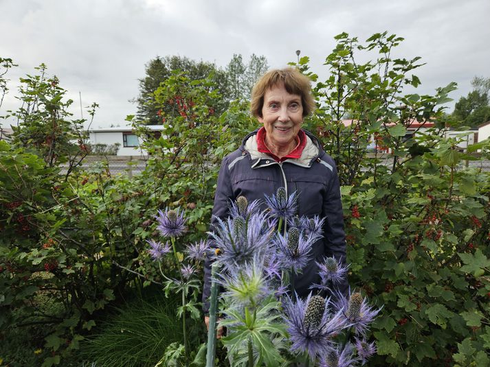 Alpaþyrnir er uppáhalds planta Sigríðar í garðinum, enda einstaklega falleg planta.