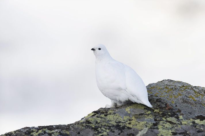 Rjúpan er að margra mati ómissandi hluti jólanna. Fréttablaðið/Getty