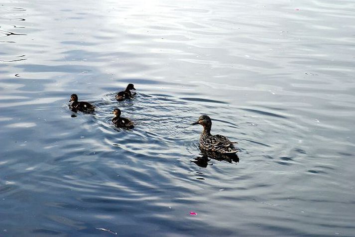 Sökudólgurinn fundinn Stök stokkandarkolla með unga er talin hafa orsakað mikla fjölgun sundlirfa sem ollu sundmannakláða hjá þúsundum gesta í Landmannalaugum.