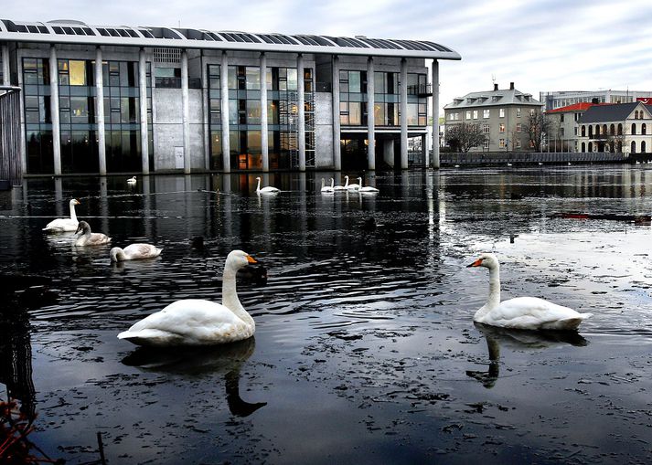 Það er líflegt við Tjörnina þessa dagana.