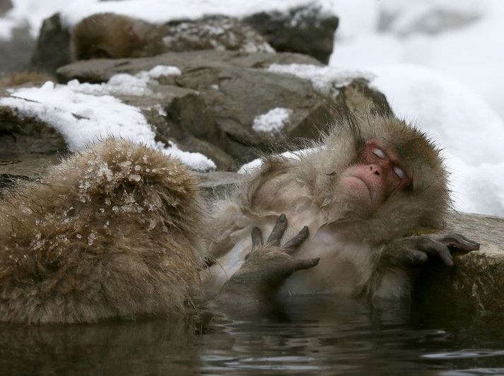 Macaque-api, svipaður þeim sem hefur ráðist á íbúa Yamaguchi upp á síðkastið.