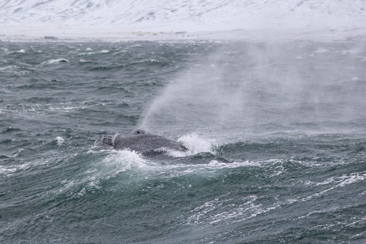 Hnúfubakurinn virtist geta haldið sér á floti og andað þegar hópurinn þurfti frá að hverfa.