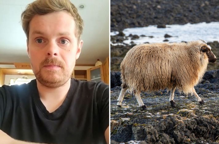 Aron segir sárt að þurfa að horfa á eftir kindunum.