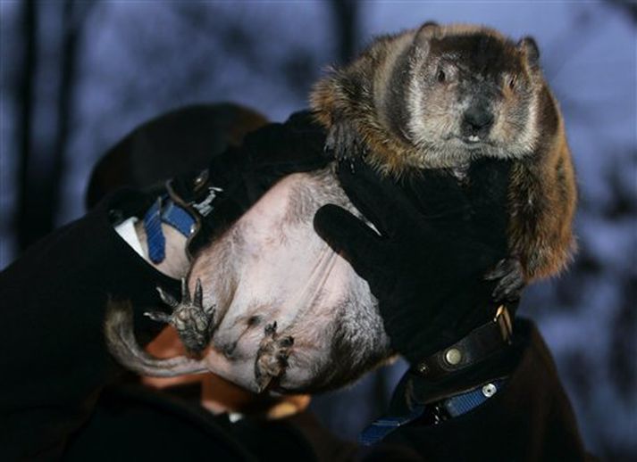 Punxsutawney Phil sá ekki skuggann sinn í morgun og því búast íbúar Punxsutawney við því að vorið komi snemma í ár.