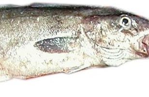 Fréttamynd